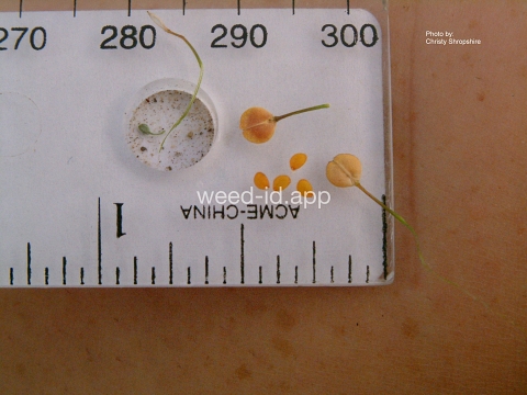 pepperweed, greenflower